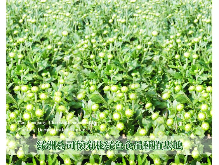 怀菊花种植基地