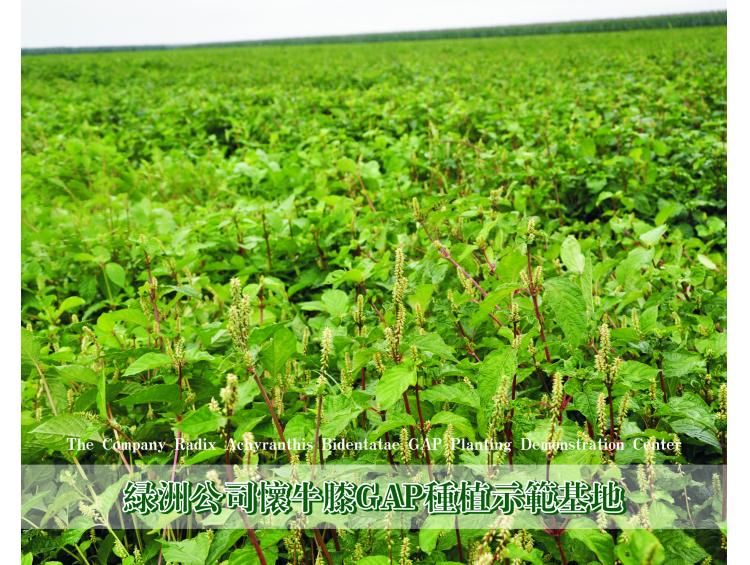 怀牛膝种植基地