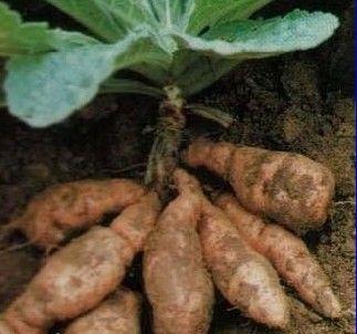 1540090041235213.jpg 地黄.jpg