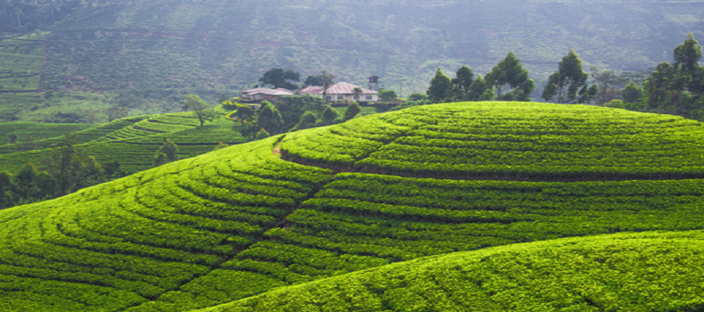 绿洲怀药三项农产品被纳入全国名特优新农产品